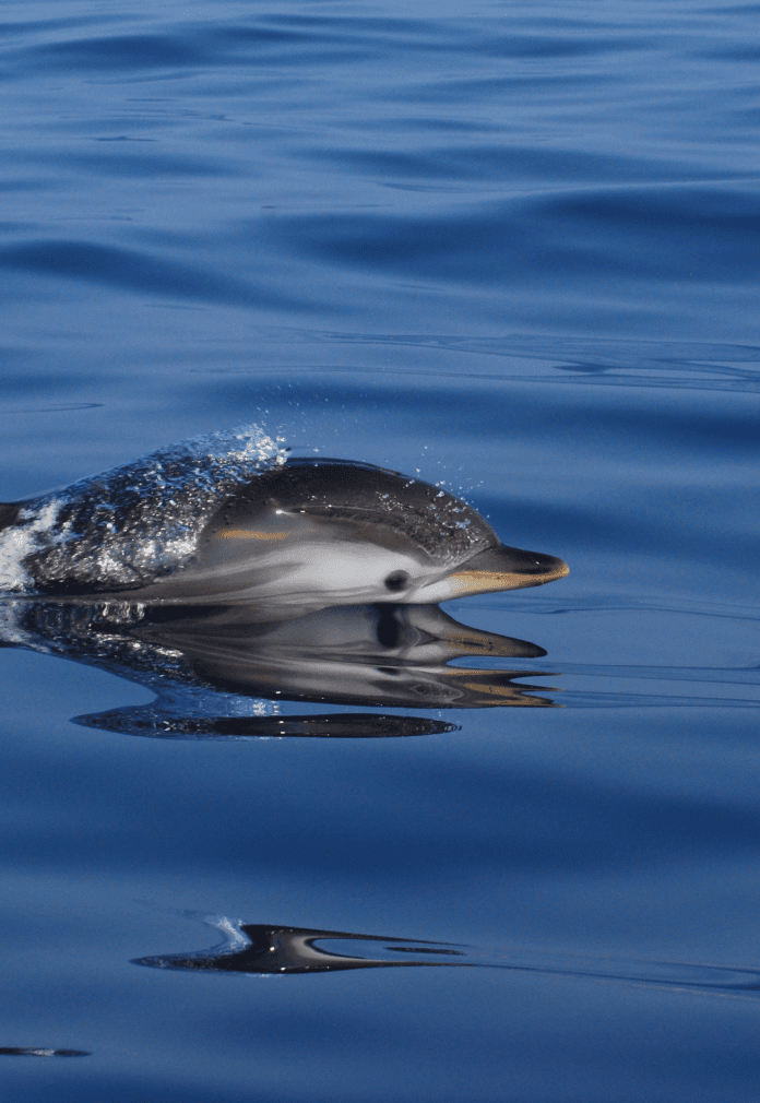 dolphin