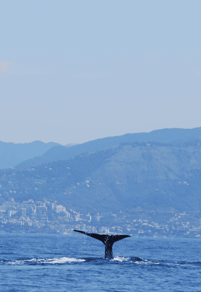a whale